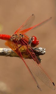 How to download Insects Wallpapers lastet apk for laptop