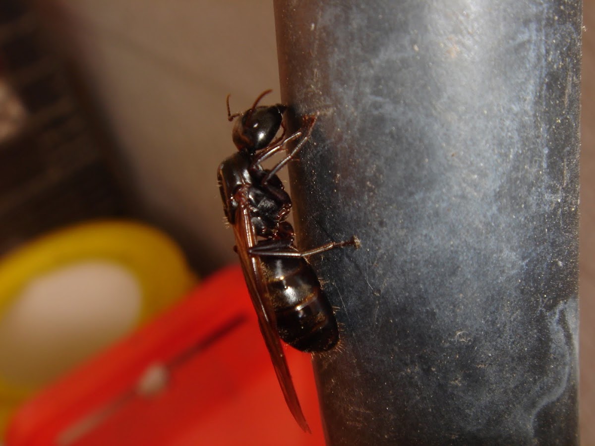 Eastern Black Carpenter Ant, winged queen