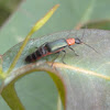 Melyrid beetle
