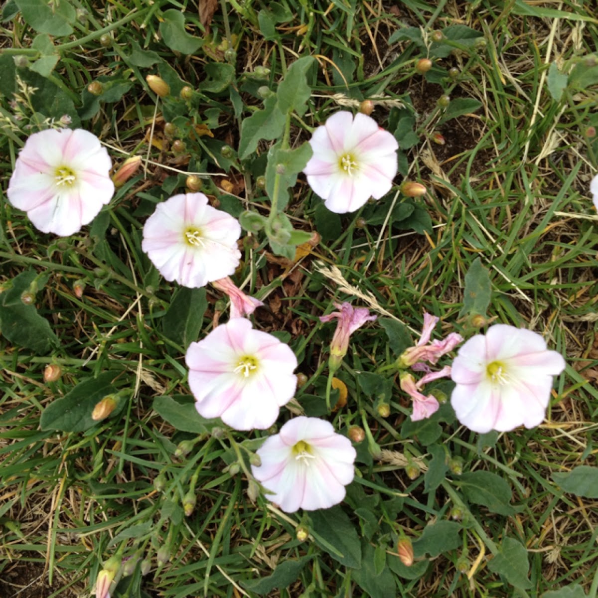 Field Bindweed