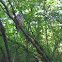 Barred Owl