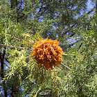 Cedar-apple rust