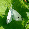 Cabbage White Butterfly (Male)