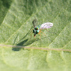 long legged fly