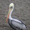 Peruvian brown pelican