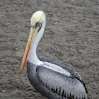 Peruvian brown pelican