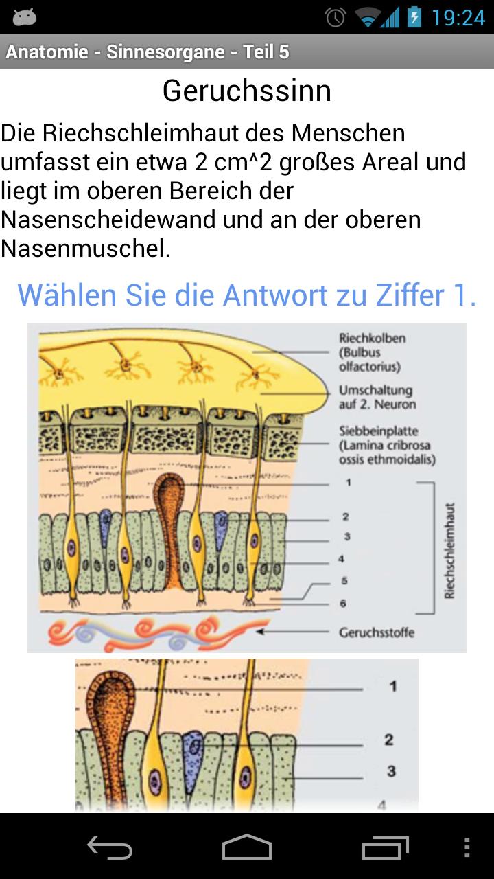 Anatomy - Sensory Organs 2 Screen 3