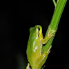 Mediterranean tree frog