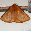 Anthelid moth