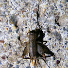 Japanese Burrowing Cricket