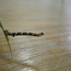 Geometrid moth caterpillar