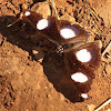 Male Danaid Eggfly