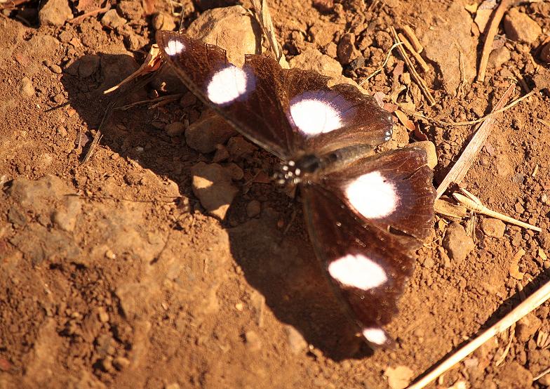 Male Danaid Eggfly