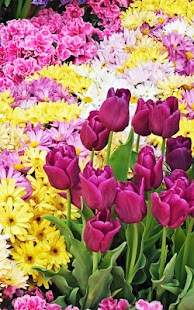 How to download Garden Flowers Live Wallpaper 12.0 apk for laptop