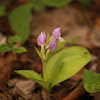 Showy Orchis