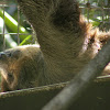 Linnaeus's Two-toed Sloth