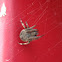 Orb spider