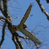 Red-tailed Hawk