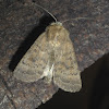 (Noctuidae) Moth