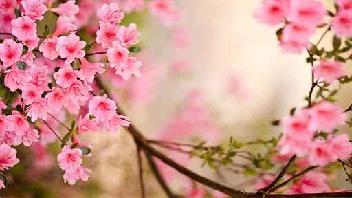 免費下載個人化APP|Spring Flowers Live Wallpaper app開箱文|APP開箱王