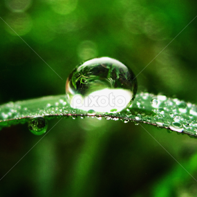 by Sayeed Hasan Akib - Nature Up Close Water