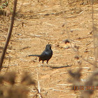 Indian Robin