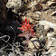 Long-leaved Paintbrush