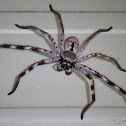 Giant Grey Huntsman Spider