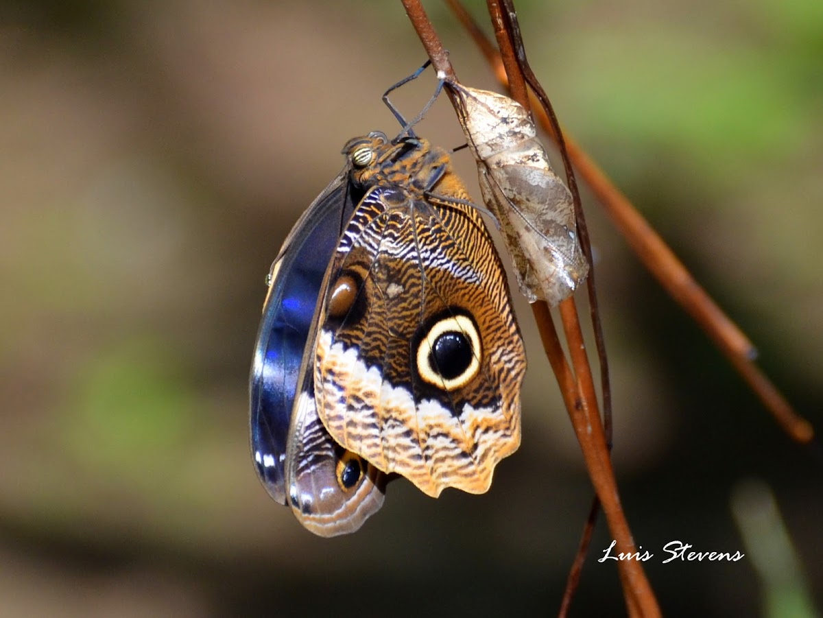 Gold-edged Owl-Butterfly