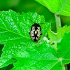 Caligraphy Beetle