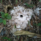 Ground bee nest