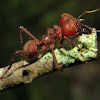 Leaf cutter ant