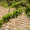 Almond Tree