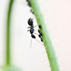 ant and lice on a poppy plant