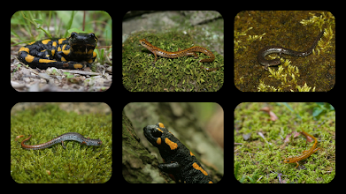 Salamander Jigsaw Puzzles APK Download for Android