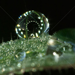 tetesan embun pagi by A Hakim - Nature Up Close Water