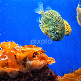 Underwater III by MIhail Syarov - Animals Sea Creatures