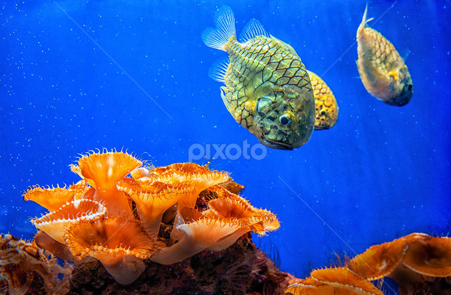 Underwater III by MIhail Syarov - Animals Sea Creatures