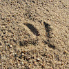 White stork (footprints)
