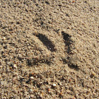 White stork (footprints)