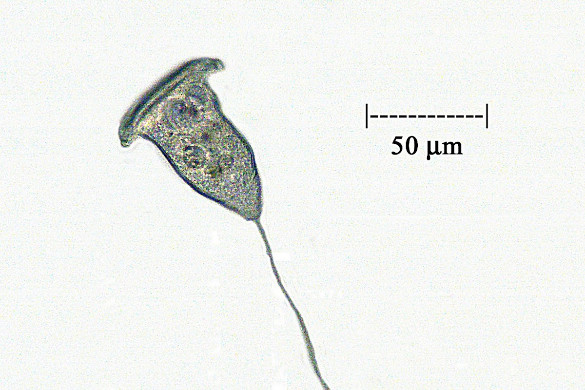 Сувойка строение рисунок с надписями