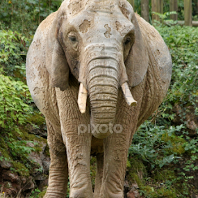 Duchess by Miriam Haas - Animals Other Mammals