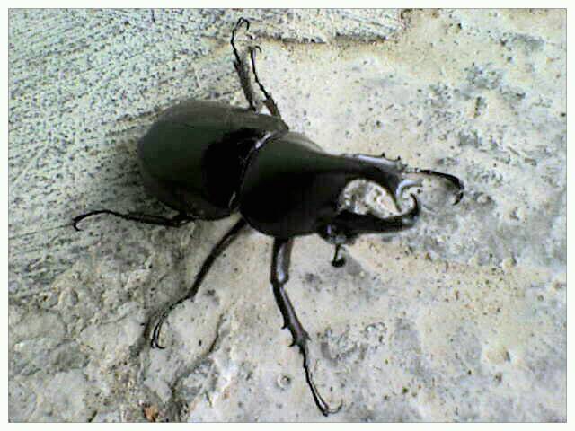 Rhino beetle 