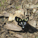 Forester moth
