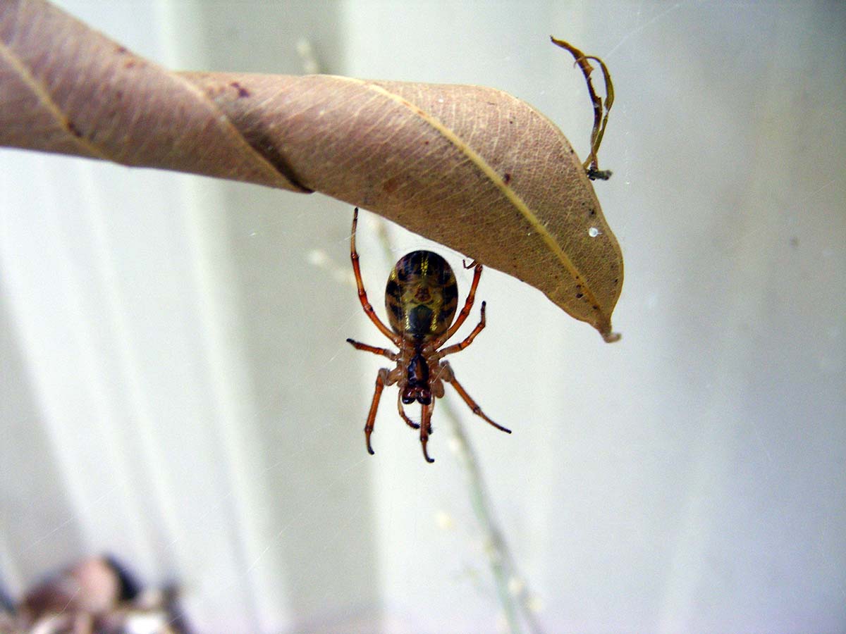 Leaf-curling Spider