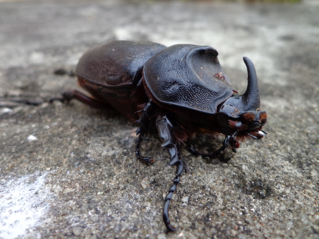 European rhinocerus beetle