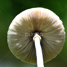 Beauty by Jayantakumar Das - Nature Up Close Mushrooms & Fungi