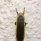 Footman Moth (♀)