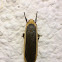 Footman Moth (♀)