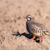 Red-legged Partridge